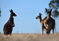 Featured image for Beach Animals: Dealing with Wildlife Encounters