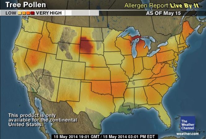 Featured image for Camping with Allergies: Dealing with Outdoor Irritants