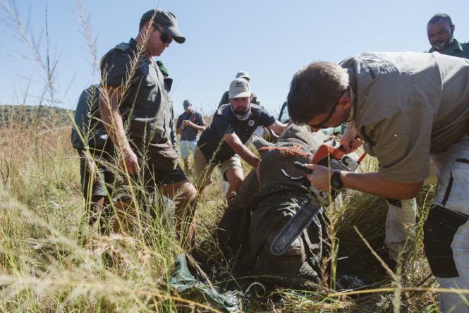 Featured image for Wildlife Woes: Protecting Endangered Species