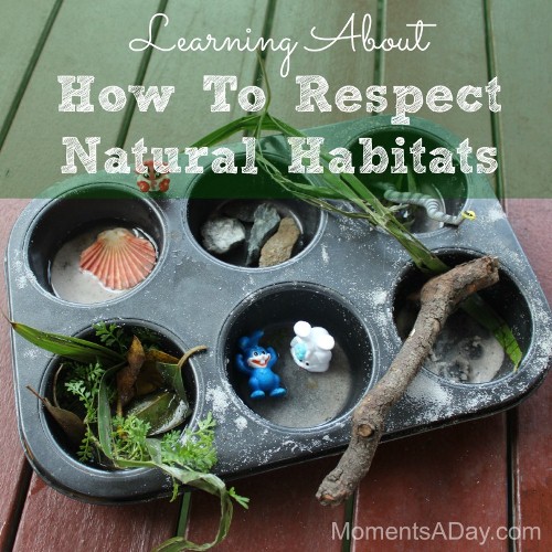 Featured image for Wildlife Woes: Respecting Animal Habitats